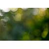 Green foliage. Natural blurred background bokeh on a sunny summer day.