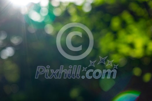 Green summer garden. Blurred natural background with bokeh effect on a sunny day. Green summer garden. Blurred natural background with bokeh effect on a sunny day.
