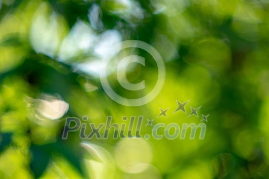 Green background. Blurred with the effect of bokeh spring foliage.Natural layout Green background. Blurred with the effect of bokeh spring foliage.Natural layout