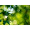 Green background. Blurred with the effect of bokeh spring foliage.Natural layout