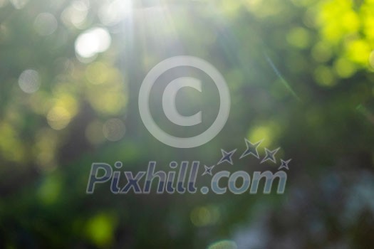 Beautiful bright blurred background of green trees in a spring park with bokeh effect. Natural layout