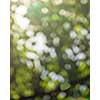 Natural sunny bright blurred background bokeh green foliage. A beautiful summer layout for your ideas