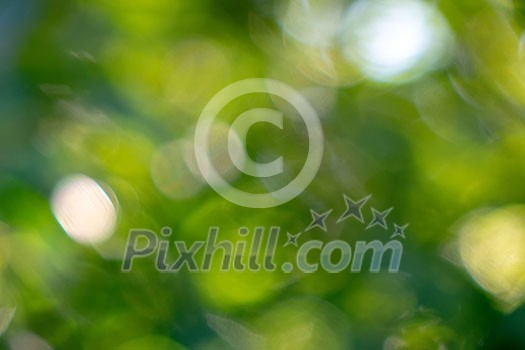 Background of green blurry leaves with a bokeh effect for creative design.