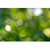 Background of green blurry leaves with a bokeh effect for creative design.