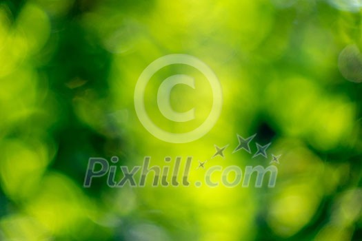 Blurred background is green. Creative natural layout with yellow bokeh circles. Blurred background is green. Creative natural layout with yellow bokeh circles.