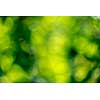 Blurred background is green. Creative natural layout with yellow bokeh circles.