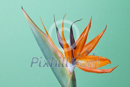 Beautiful exotic flower royal Strelitzia Reginae or bird of paradise isolated on green background Beautiful exotic flower royal Strelitzia Reginae or bird of paradise isolated on green background