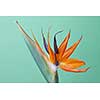 Beautiful exotic flower royal Strelitzia Reginae or bird of paradise isolated on green background