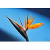 Orange Strelitzia reginae flower Bird of Paradise close-up on a blue background. Tropical flower, background as a layout for a postcard