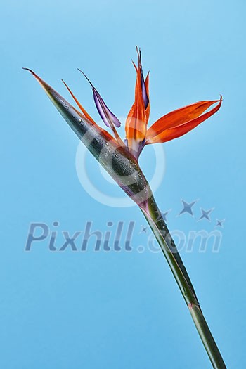 Strelitzia reginae. Bird Of Paradise flower in full bloom on a blue background. Bright exotic flower. Photo as layout for card Strelitzia reginae. Bird Of Paradise flower in full bloom on a blue background. Bright exotic flower. Photo as layout for card