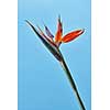 Strelitzia reginae. Bird Of Paradise flower in full bloom on a blue background. Bright exotic flower. Photo as layout for card
