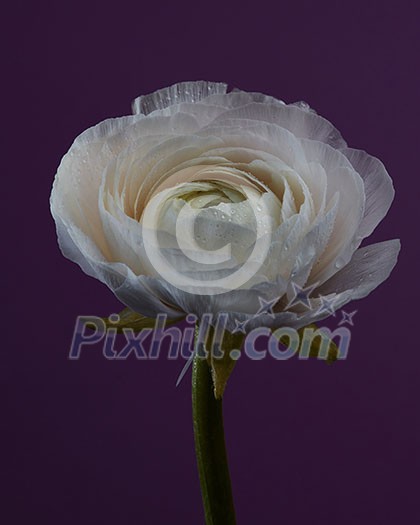 Blooming white Ranunculus with water drops on a purple background. Spring floral background for a greeting card