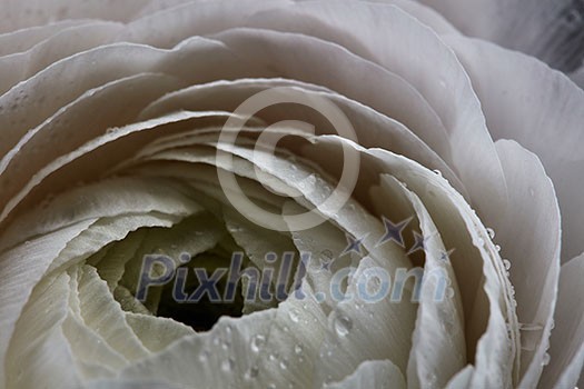 Close-up petals of a white buttercup with drops of dew. Morning freshness. Floral background for a postcard. Happy Mother's Day Close-up petals of a white buttercup with drops of dew. Morning freshness. Floral background for a postcard. Happy Mother's Day