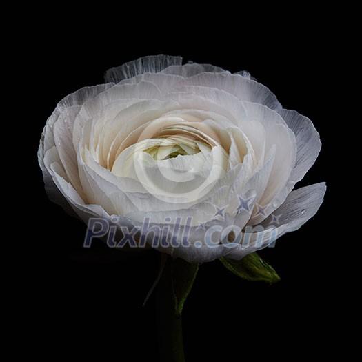 Gentle white ranunculus isolated on a black background. Spring concept, layout for your ideas