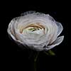 Gentle white ranunculus isolated on a black background. Spring concept, layout for your ideas