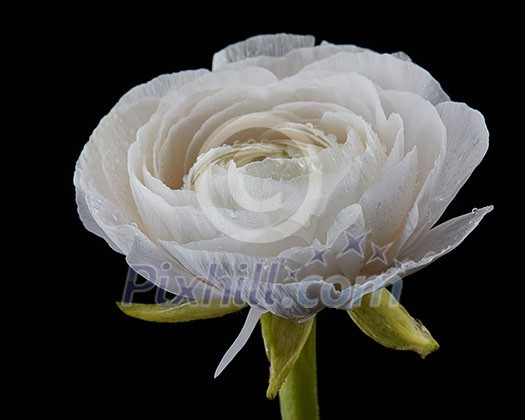 Close-up of a spring white buttercup with green petals and water droplets isolated on a black background. Spring blooming background. Mother's day or wedding