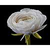 Close-up of a spring white buttercup with green petals and water droplets isolated on a black background. Spring blooming background. Mother's day or wedding