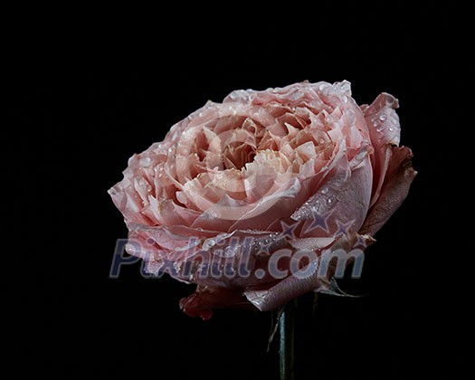 spoiled pink persian buttercup flower Ranunculus with water drops isolated on black background. Present for Mother's day or other holidays spoiled pink persian buttercup flower Ranunculus with water drops isolated on black background. Present for Mother's day or other holidays