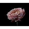 spoiled pink persian buttercup flower Ranunculus with water drops isolated on black background. Present for Mother's day or other holidays