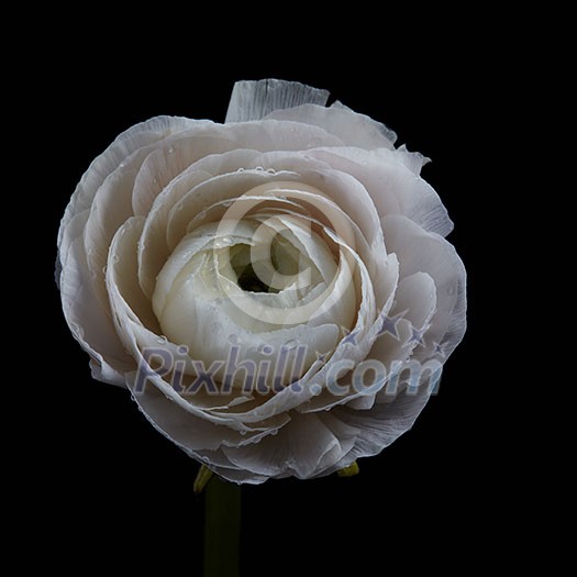 Beautiful delicate white Ranunculus presented, isolated on a black background. Natural background for greeting card. Mothers Day