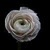 Beautiful delicate white Ranunculus presented, isolated on a black background. Natural background for greeting card. Mothers Day