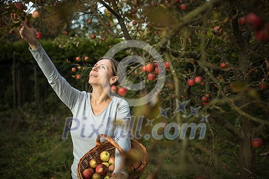 Middle aged woman picking apples in her orchard - soon there will be a lovely smell of apple pie in her kitchen (color toned image) Middle aged woman picking apples in her orchard - soon there will be a lovely smell of apple pie in her kitchen (color toned image)