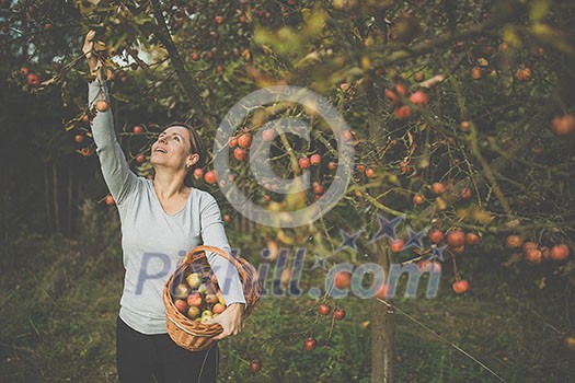 Middle aged woman picking apples in her orchard - soon there will be a lovely smell of apple pie in her kitchen (color toned image) Middle aged woman picking apples in her orchard - soon there will be a lovely smell of apple pie in her kitchen (color toned image)