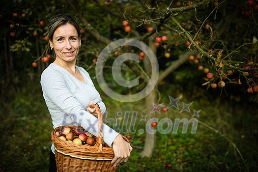 Middle aged woman picking apples in her orchard - soon there will be a lovely smell of apple pie in her kitchen (color toned image)