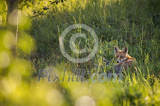 Red fox in its natural habitat - wildlife shot Red fox in its natural habitat - wildlife shot
