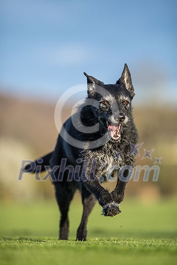 Portrait of a black dog running fast outdoor, shallow DOF, sharp focus