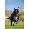 Portrait of a black dog running fast outdoor, shallow DOF, sharp focus