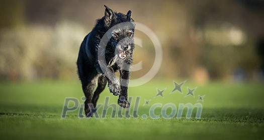 Portrait of a black dog running fast outdoor, shallow DOF, sharp focus Portrait of a black dog running fast outdoor, shallow DOF, sharp focus