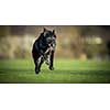 Portrait of a black dog running fast outdoor, shallow DOF, sharp focus