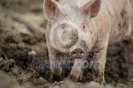 Pigs eating on a meadow in an organic meat farm Pigs eating on a meadow in an organic meat farm