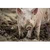 Pigs eating on a meadow in an organic meat farm