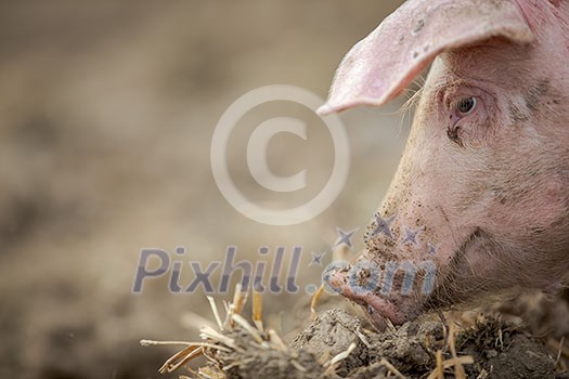 Pigs eating on a meadow in an organic meat farm Pigs eating on a meadow in an organic meat farm