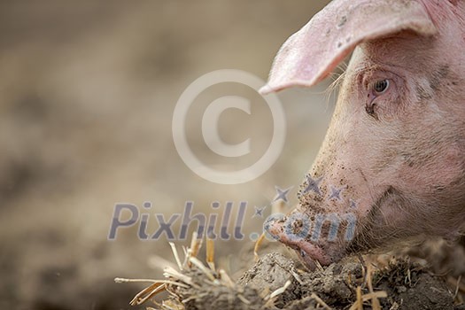 Pigs eating on a meadow in an organic meat farm