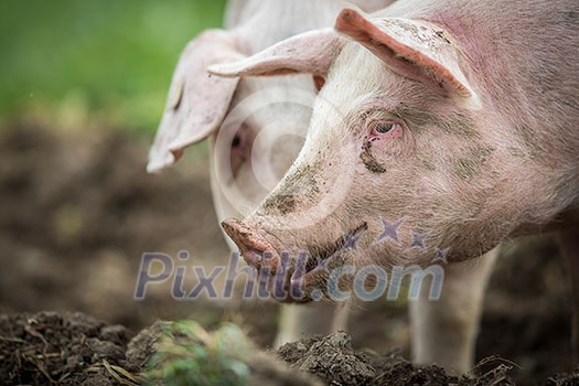 Pigs eating on a meadow in an organic meat farm Pigs eating on a meadow in an organic meat farm