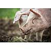 Pigs eating on a meadow in an organic meat farm