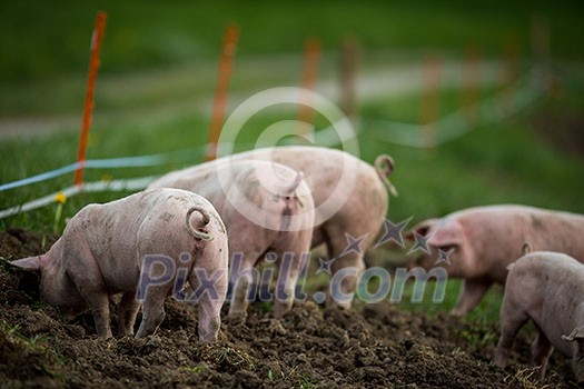 Pigs eating on a meadow in an organic meat farm Pigs eating on a meadow in an organic meat farm