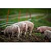 Pigs eating on a meadow in an organic meat farm