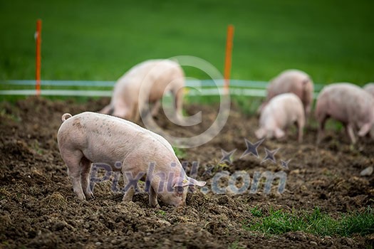 Pigs eating on a meadow in an organic meat farm Pigs eating on a meadow in an organic meat farm