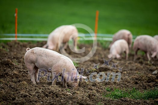 Pigs eating on a meadow in an organic meat farm