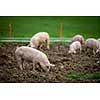 Pigs eating on a meadow in an organic meat farm