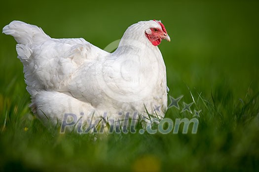 Hen in a farmyard (Gallus gallus domesticus) Hen in a farmyard (Gallus gallus domesticus)