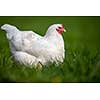 Hen in a farmyard (Gallus gallus domesticus)