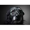 Portrait of a black dog against a black backdrop in a studio