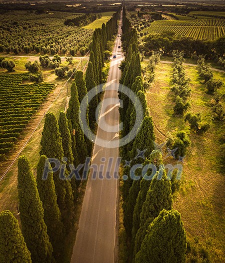 Cypress alley with rural country road, Tuscany, Italy Cypress alley with rural country road, Tuscany, Italy