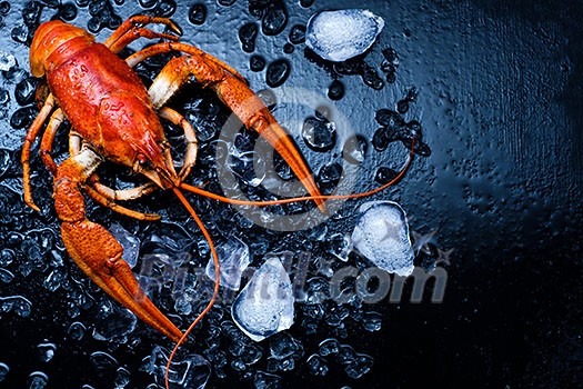Freshly boiled crawfish on a dark table with ice. Top view. Freshly boiled crawfish on a dark table with ice. Top view.