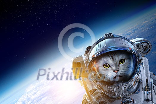 Astronaut cat wearing space suit. Elements of this image are furnished by NASA